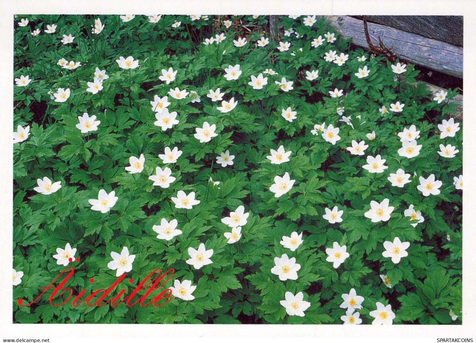 FLOWERS Vintage Postcard CPSM #PAR451.GB - Flores