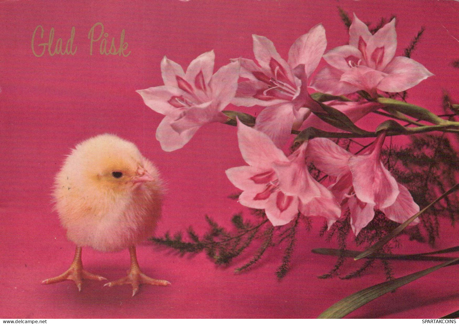 PASCUA POLLO Vintage Tarjeta Postal CPSM #PBO875.ES - Ostern