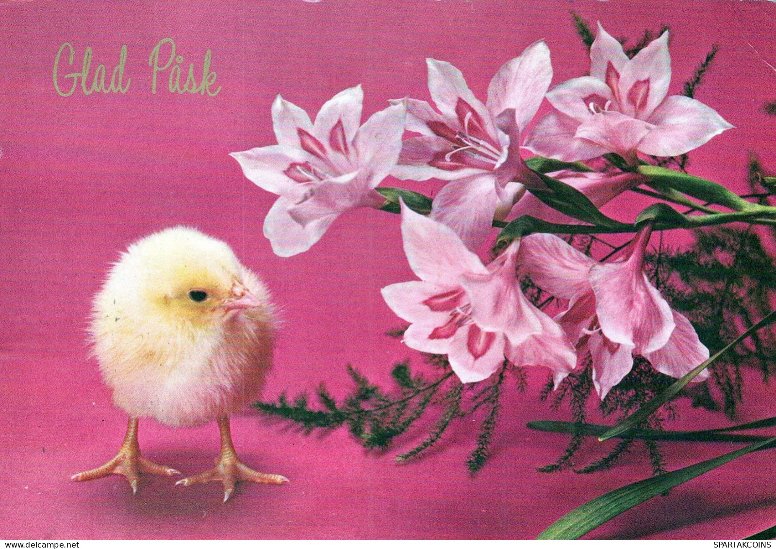 PASCUA POLLO Vintage Tarjeta Postal CPSM #PBO875.ES - Pâques