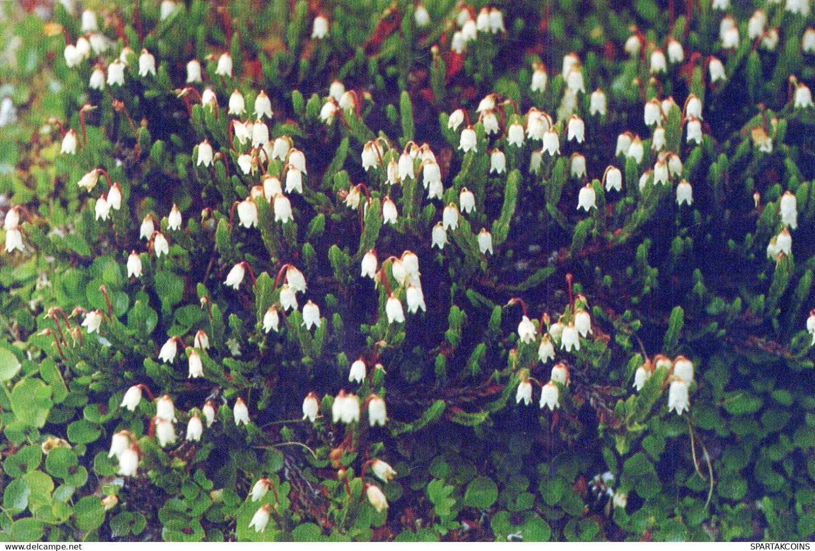 FLEURS Vintage Carte Postale CPSM #PBZ161.FR - Fiori