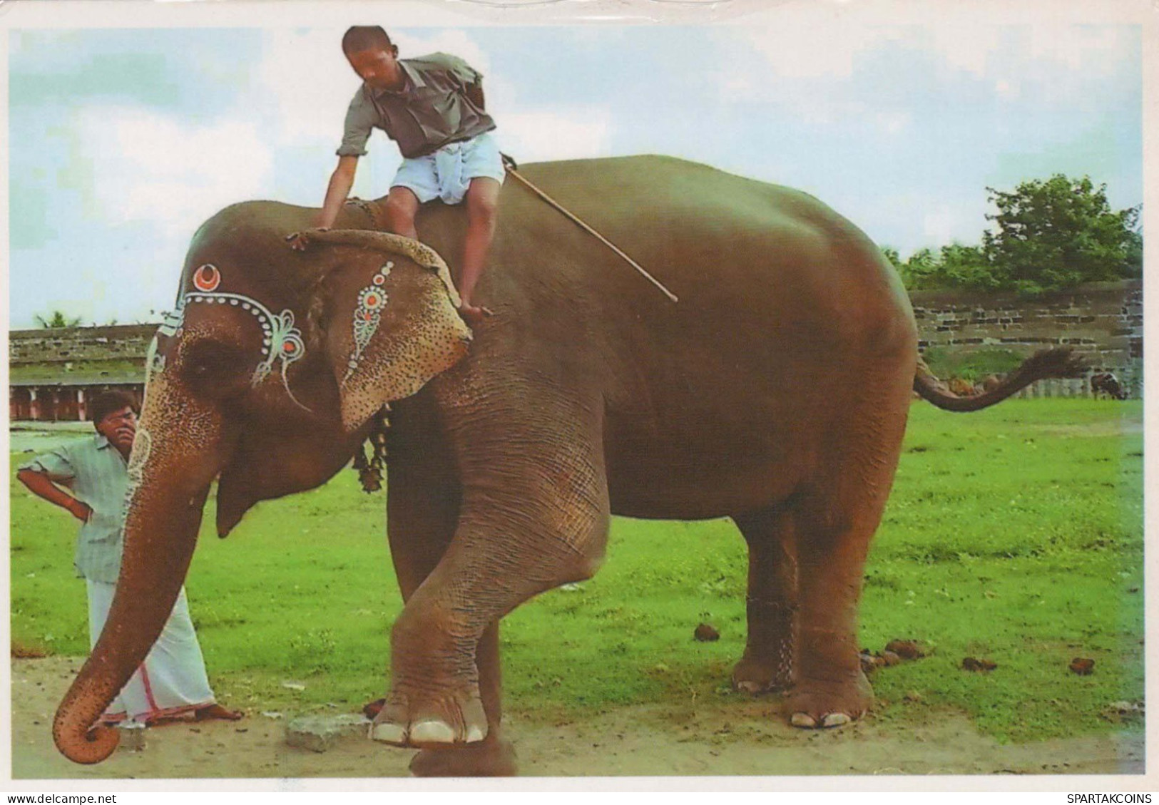 ÉLÉPHANT Animaux Vintage Carte Postale CPSM #PBS746.FR - Elefanti