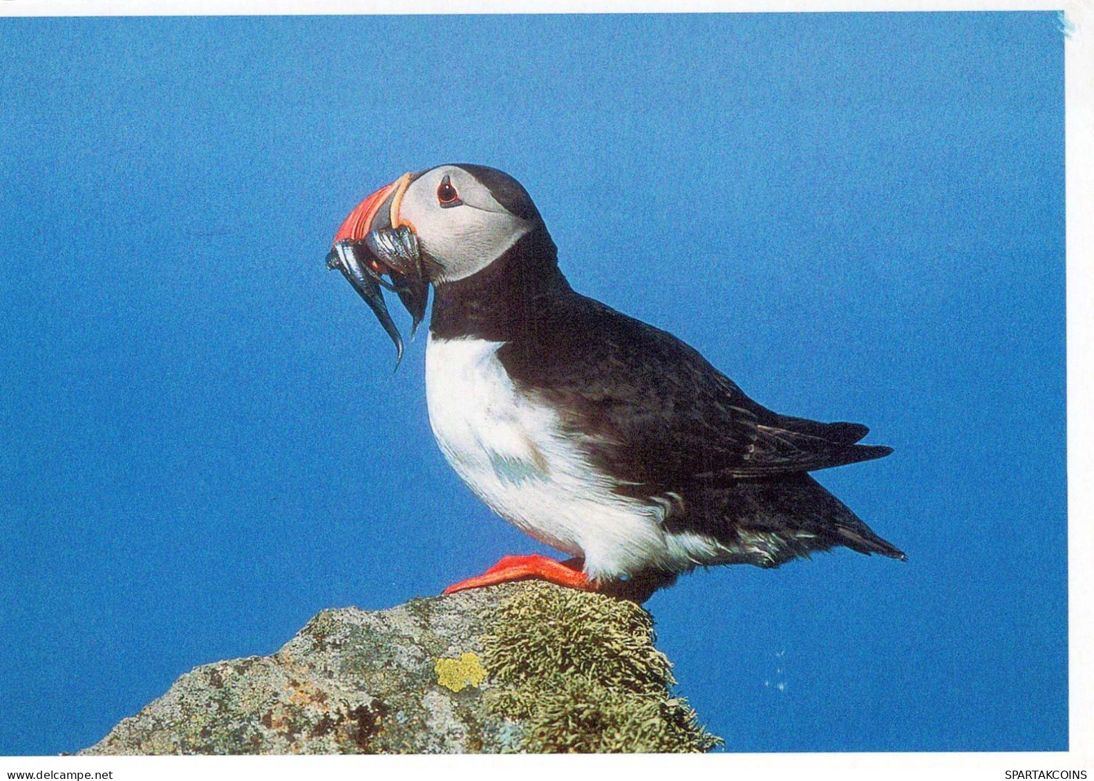 OISEAU Animaux Vintage Carte Postale CPSM #PBR388.FR - Oiseaux