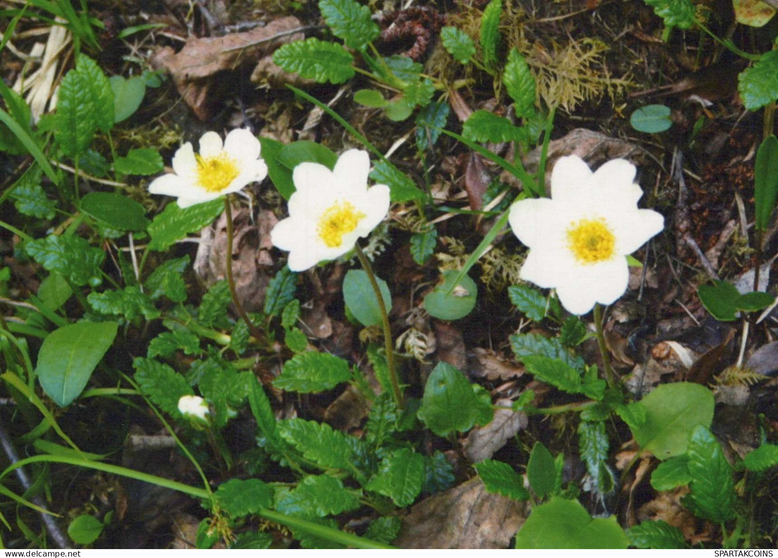 FLEURS Vintage Carte Postale CPSM #PAR453.FR - Fiori