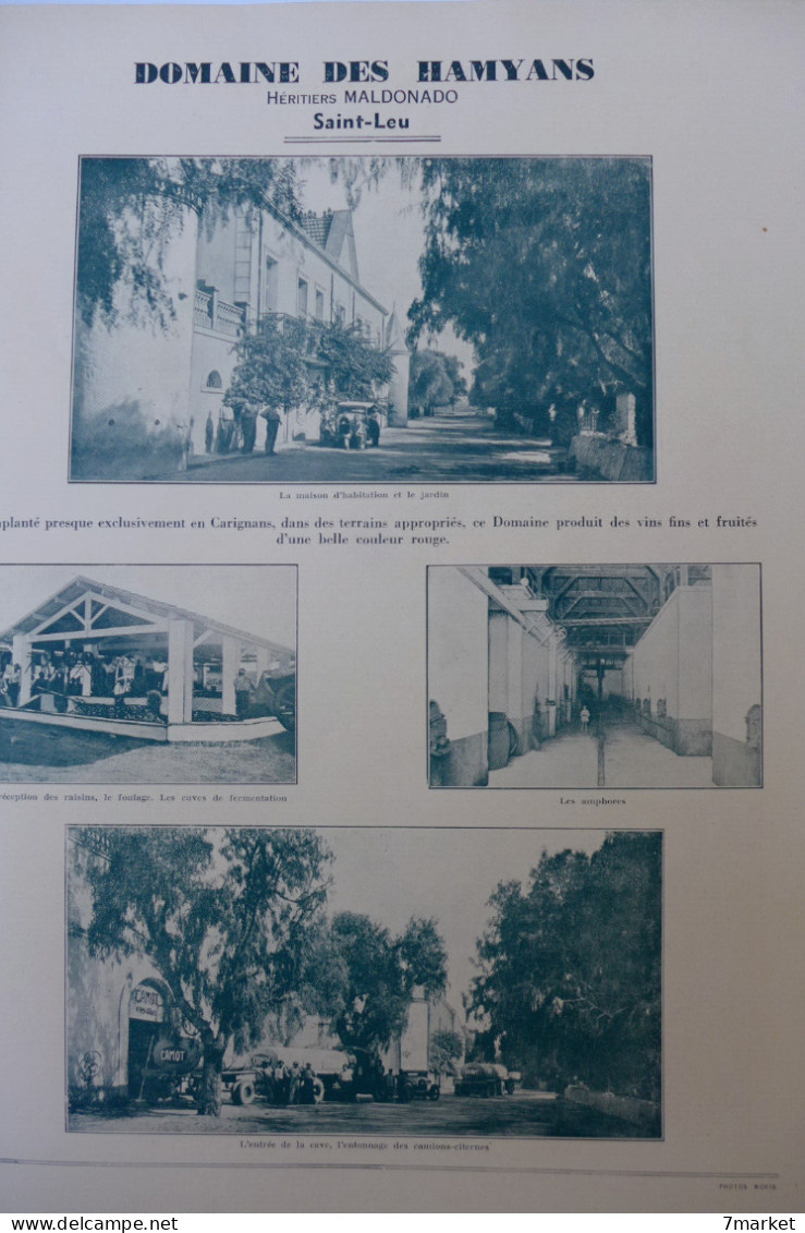 Algérie, Oran // Les Grands Vins D'Oranie. Afrique Du Nord /  éd. L'Afrique Du Nord Illustrée; Année 1934 - Economie