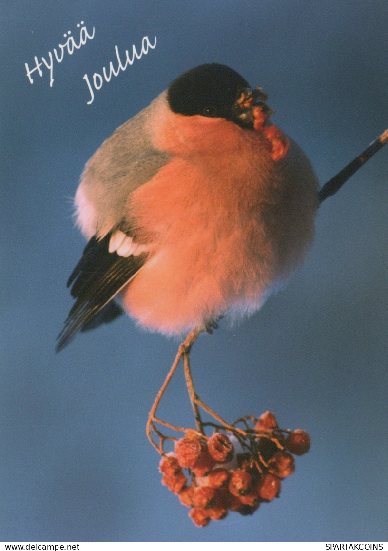 OISEAU Animaux Vintage Carte Postale CPSM #PAN381.FR - Oiseaux