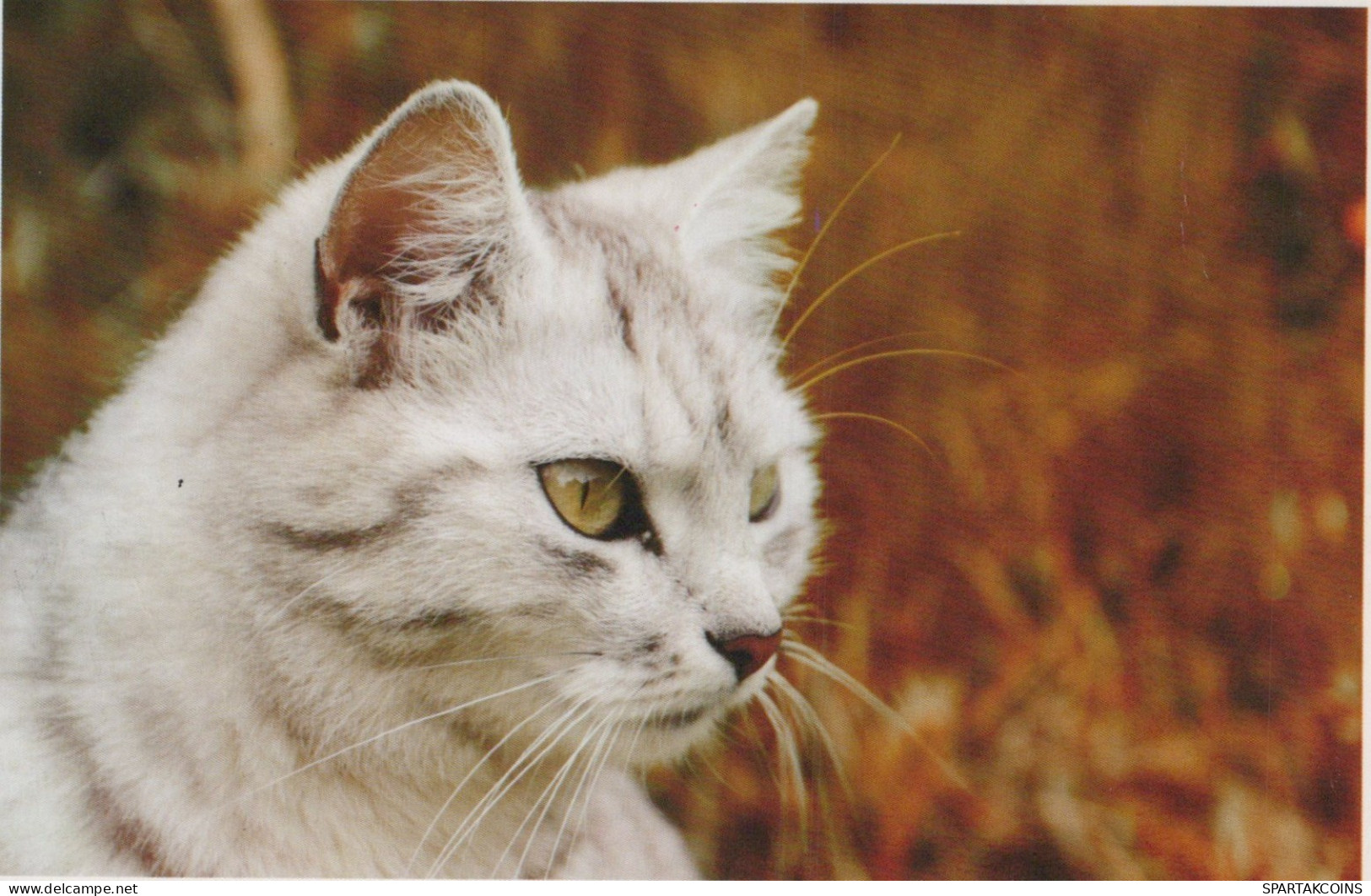 CHAT CHAT Animaux Vintage Carte Postale CPSM #PAM507.FR - Gatos