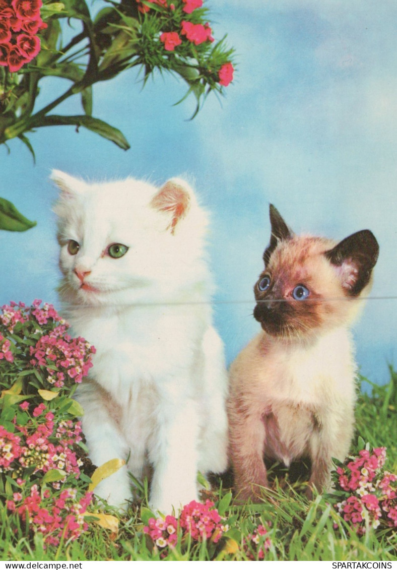 CHAT CHAT Animaux Vintage Carte Postale CPSM #PAM316.FR - Gatos