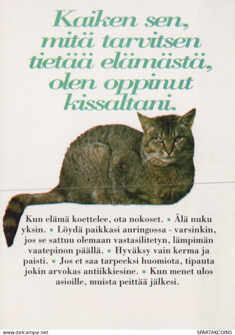 CHAT CHAT Animaux Vintage Carte Postale CPSM Unposted #PAM072.FR - Gatos