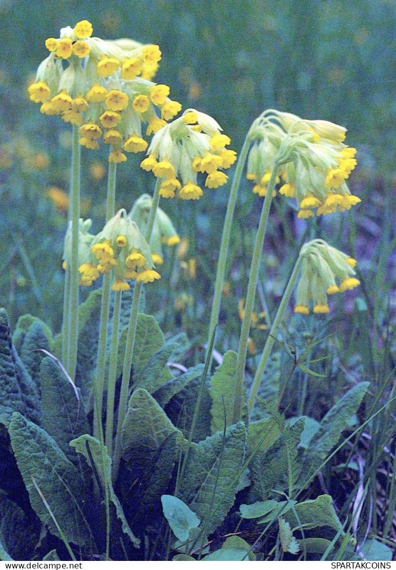 FLOWERS Vintage Ansichtskarte Postkarte CPSM #PBZ522.DE - Flowers