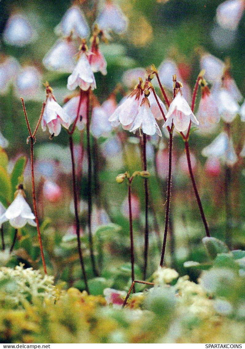 FLOWERS Vintage Ansichtskarte Postkarte CPSM #PBZ222.DE - Flowers