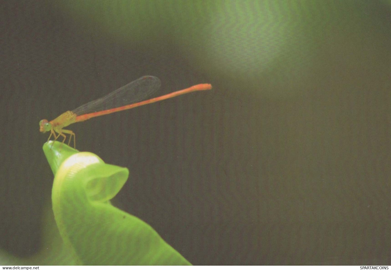 INSEKTEN Tier Vintage Ansichtskarte Postkarte CPSM #PBS490.DE - Insects