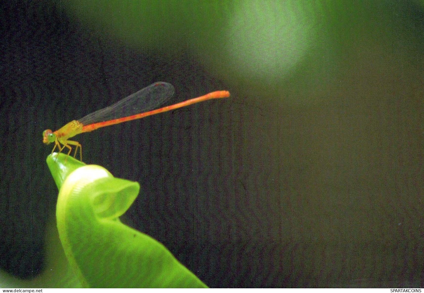 INSEKTEN Tier Vintage Ansichtskarte Postkarte CPSM #PBS490.DE - Insects