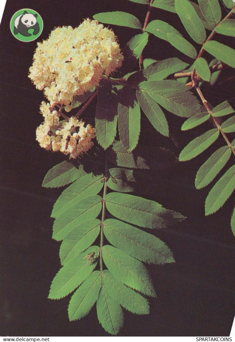 FLOWERS Vintage Ansichtskarte Postkarte CPSM #PAS475.DE - Blumen