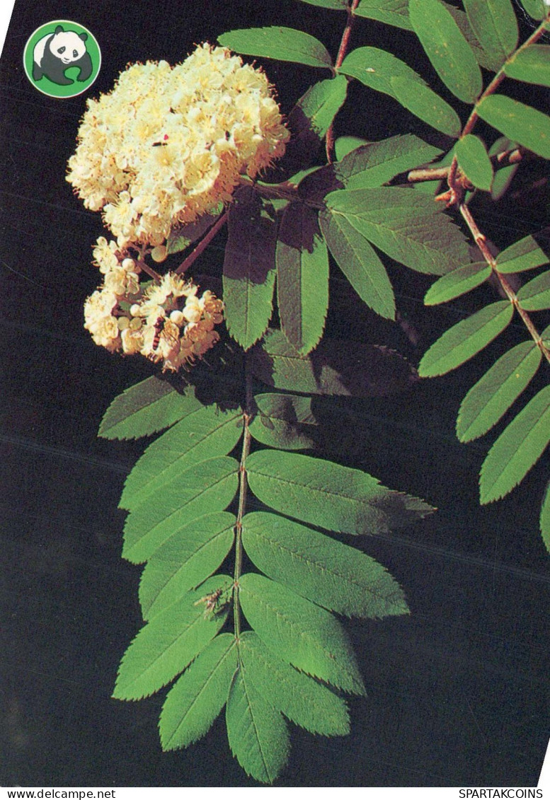 FLOWERS Vintage Ansichtskarte Postkarte CPSM #PAS475.DE - Flowers