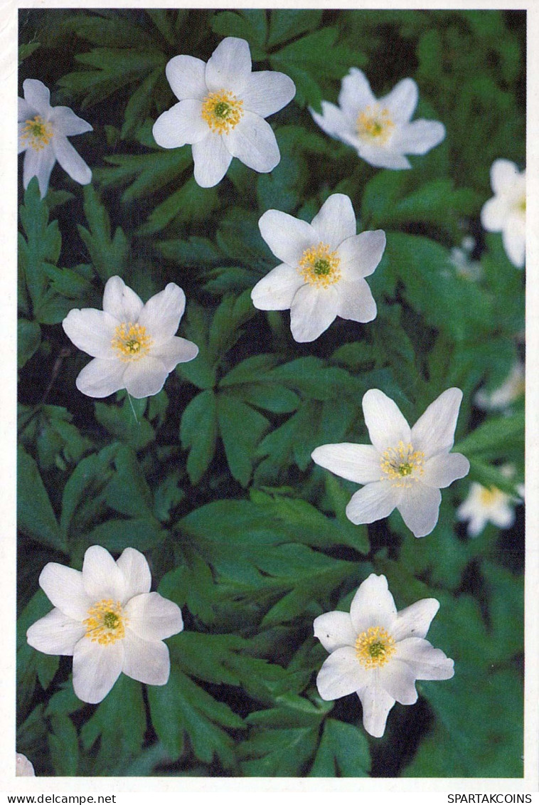 FLOWERS Vintage Ansichtskarte Postkarte CPSM #PAR454.DE - Blumen