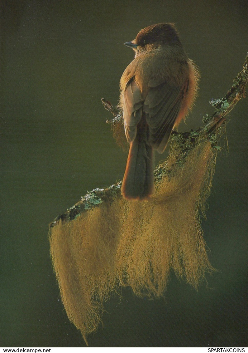 VOGEL Tier Vintage Ansichtskarte Postkarte CPSM #PAN382.DE - Pájaros