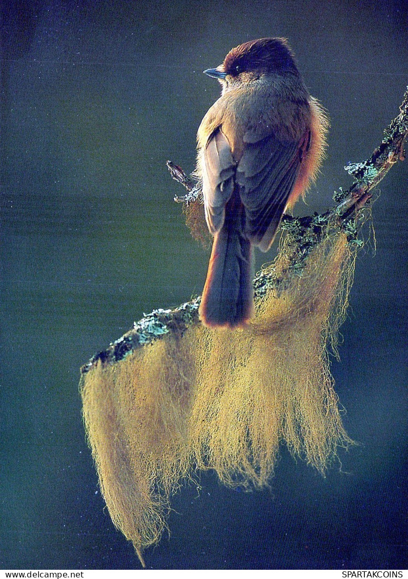 VOGEL Tier Vintage Ansichtskarte Postkarte CPSM #PAN382.DE - Birds