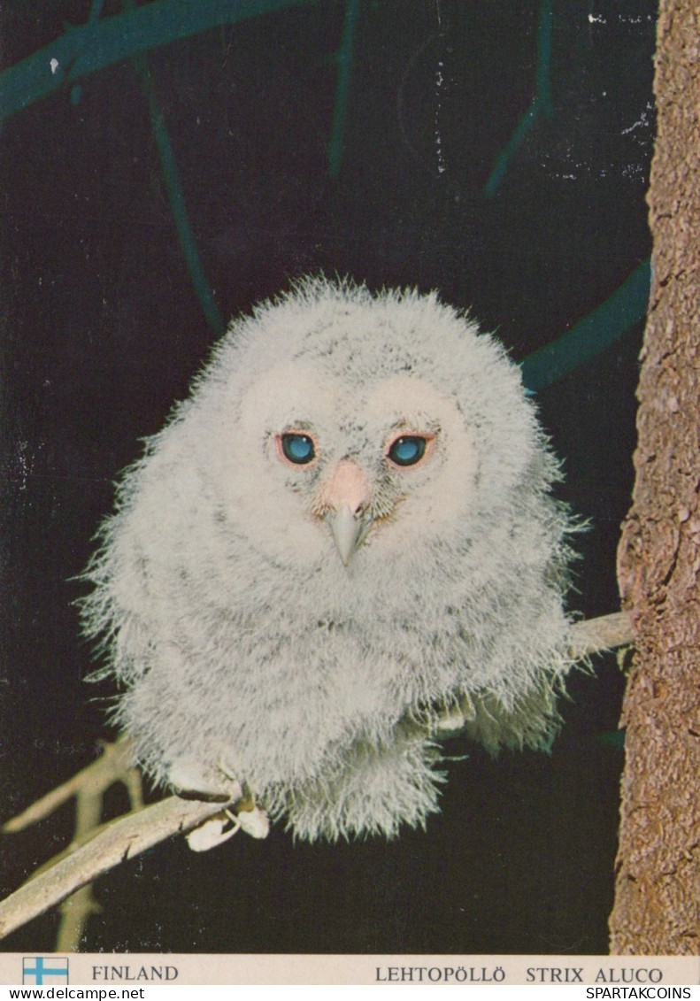 VOGEL Tier Vintage Ansichtskarte Postkarte CPSM #PAN257.DE - Birds