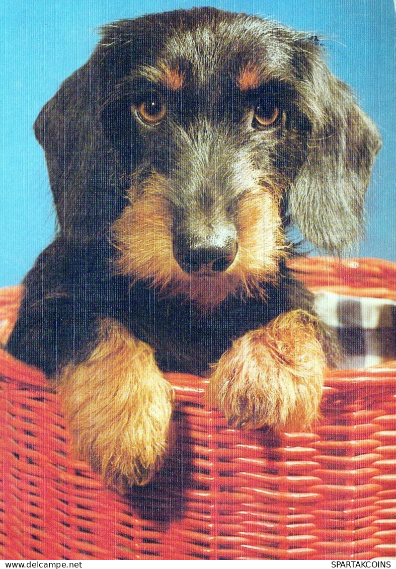 HUND Tier Vintage Ansichtskarte Postkarte CPSM #PAN508.DE - Chiens