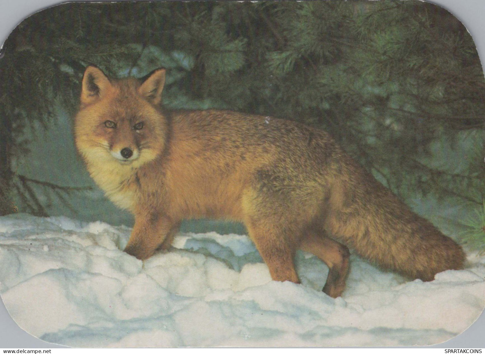 FOX Animale Vintage Cartolina CPSM #PBS818.IT - Otros & Sin Clasificación