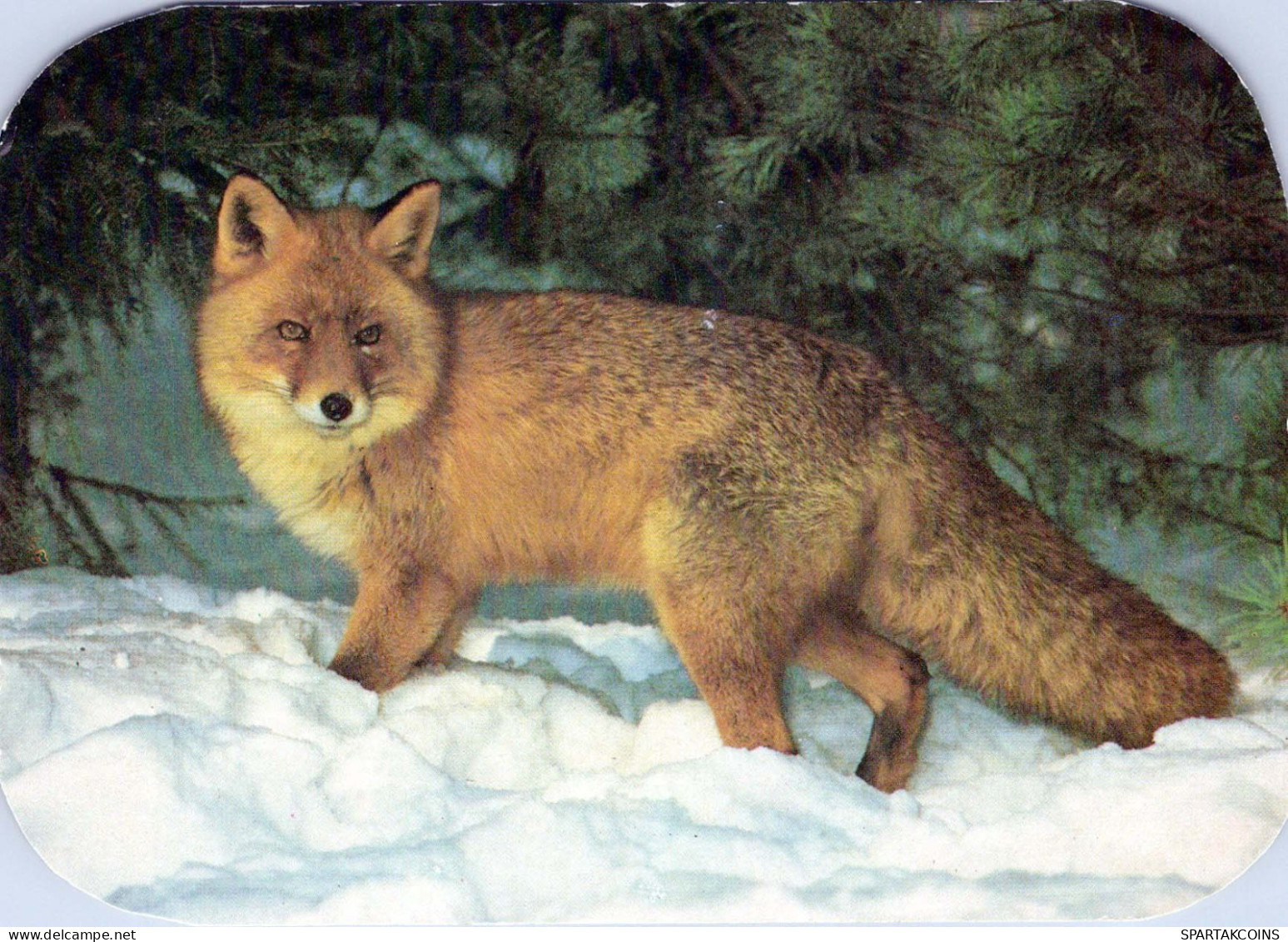 FOX Animale Vintage Cartolina CPSM #PBS818.IT - Otros & Sin Clasificación