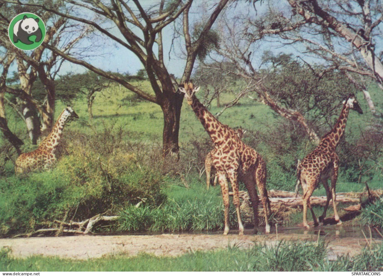GIRAFFE Animale Vintage Cartolina CPSM #PBS960.IT - Girafes
