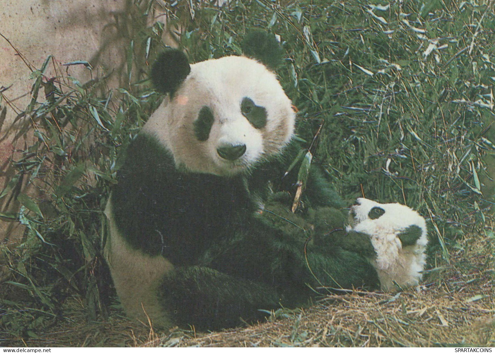 PANDA NASCERE Animale Vintage Cartolina CPSM #PBS244.IT - Bears