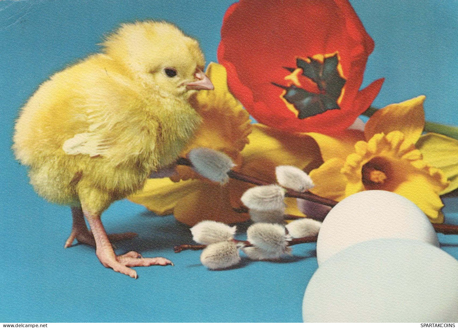 PASQUA POLLO UOVO Vintage Cartolina CPSM #PBO878.IT - Ostern