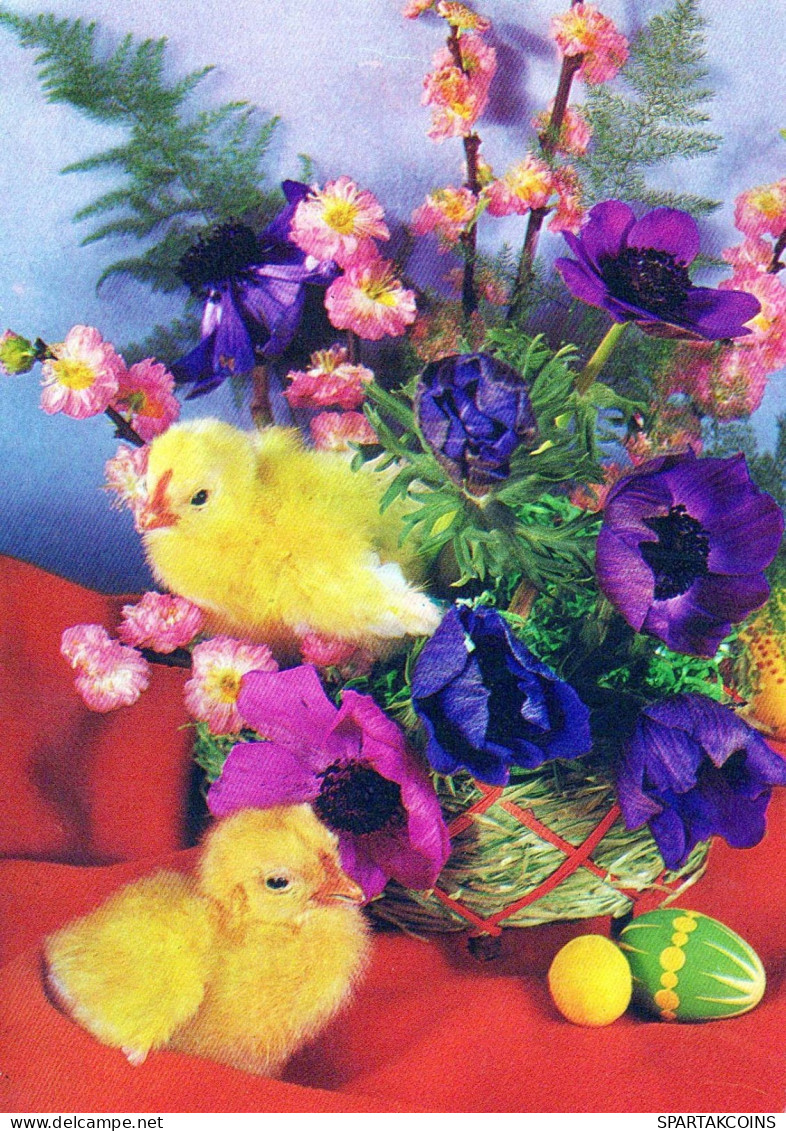 PASQUA POLLO UOVO Vintage Cartolina CPSM #PBO751.IT - Easter