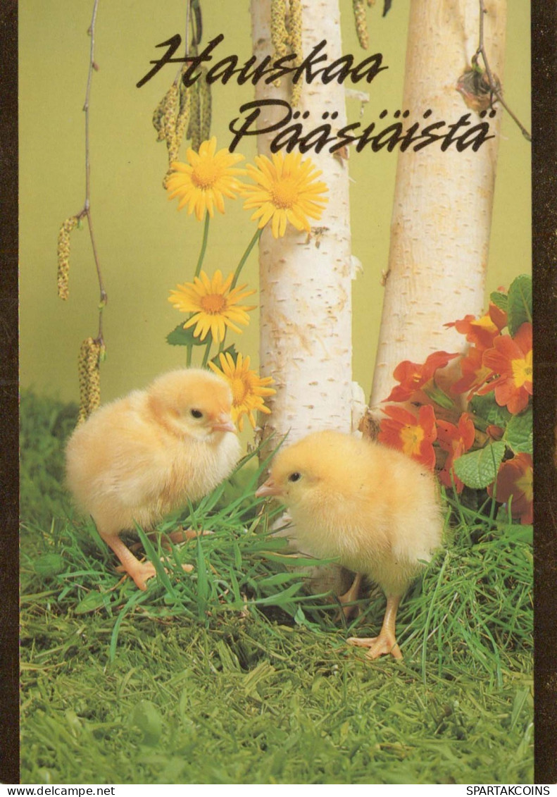 PASQUA POLLO UOVO Vintage Cartolina CPSM #PBO690.IT - Easter