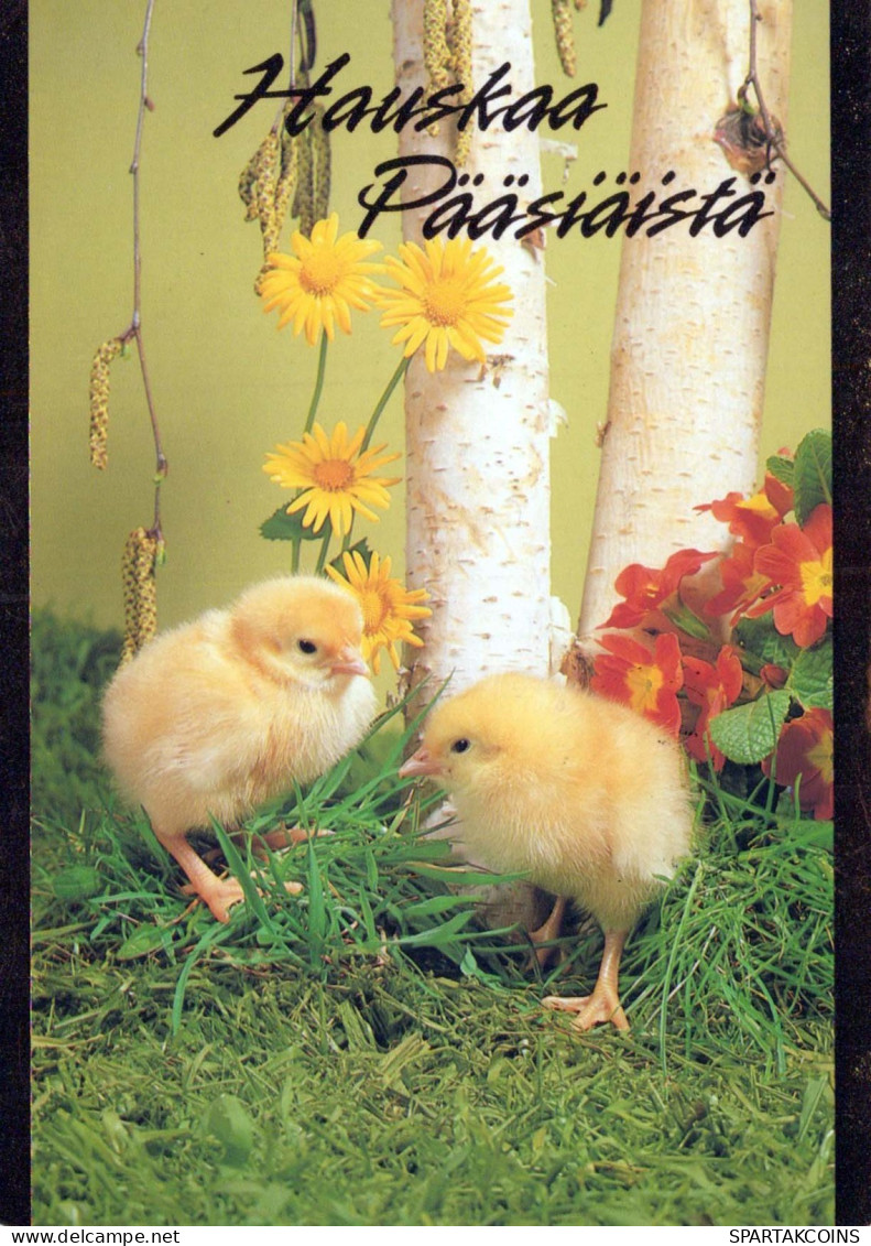 PASQUA POLLO UOVO Vintage Cartolina CPSM #PBO690.IT - Ostern