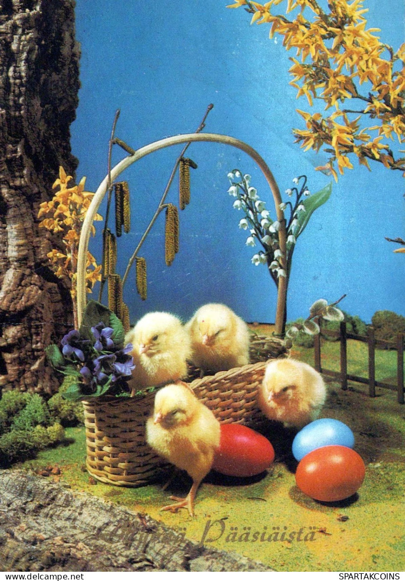 PASQUA POLLO UOVO Vintage Cartolina CPSM #PBP130.IT - Easter