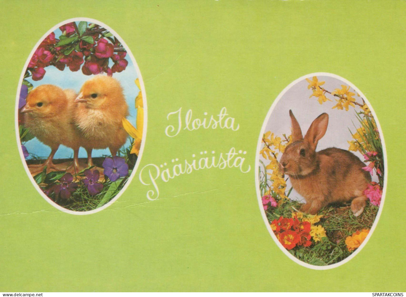 PASQUA CONIGLIO Vintage Cartolina CPSM #PBO564.IT - Ostern