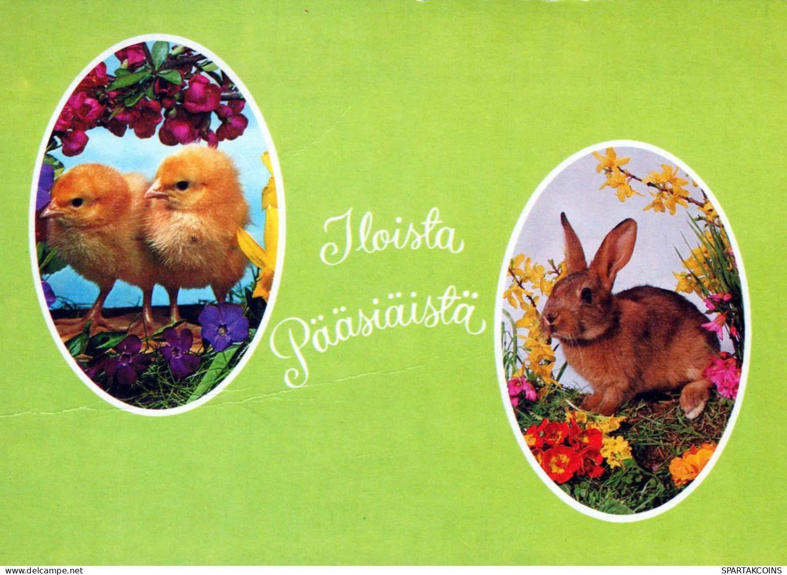 PASQUA CONIGLIO Vintage Cartolina CPSM #PBO564.IT - Easter