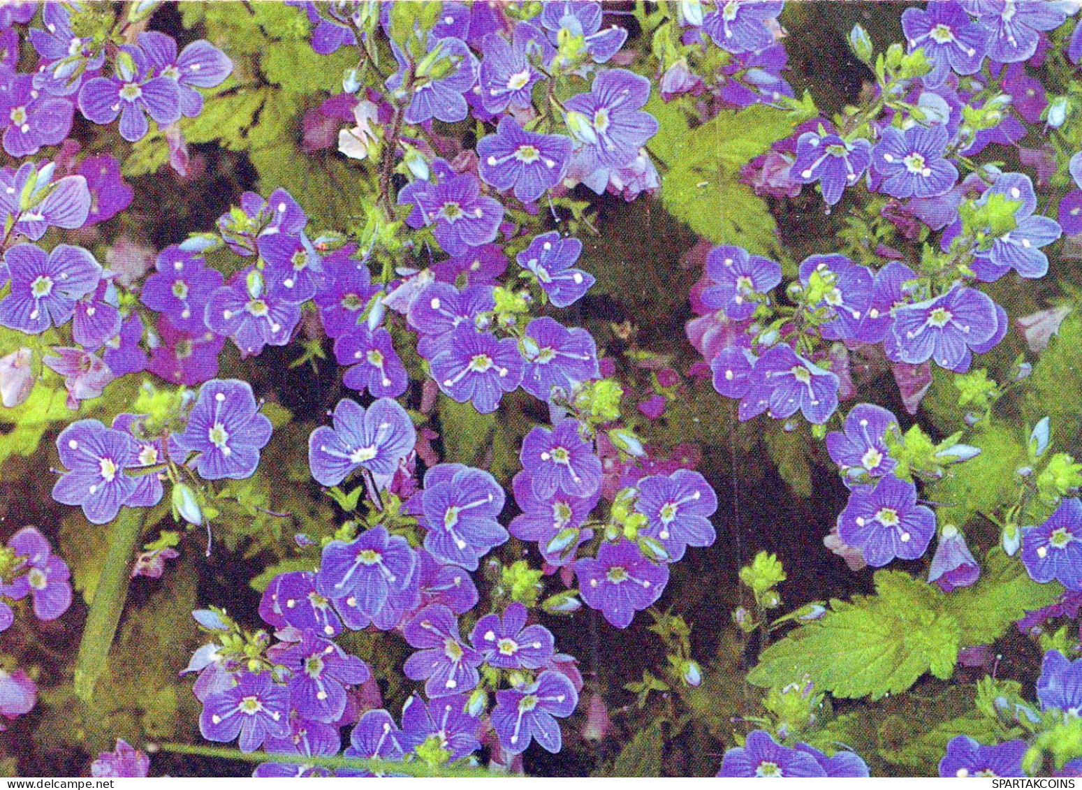 FIORI Vintage Cartolina CPSM #PAR575.IT - Flowers