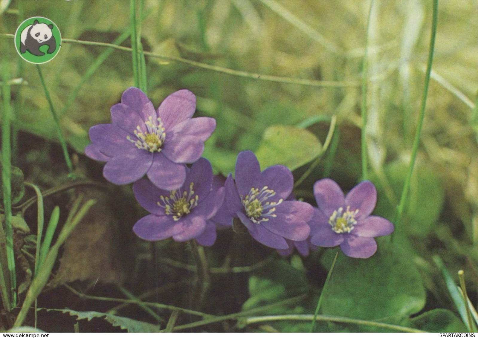 FIORI Vintage Cartolina CPSM #PAR395.IT - Flowers
