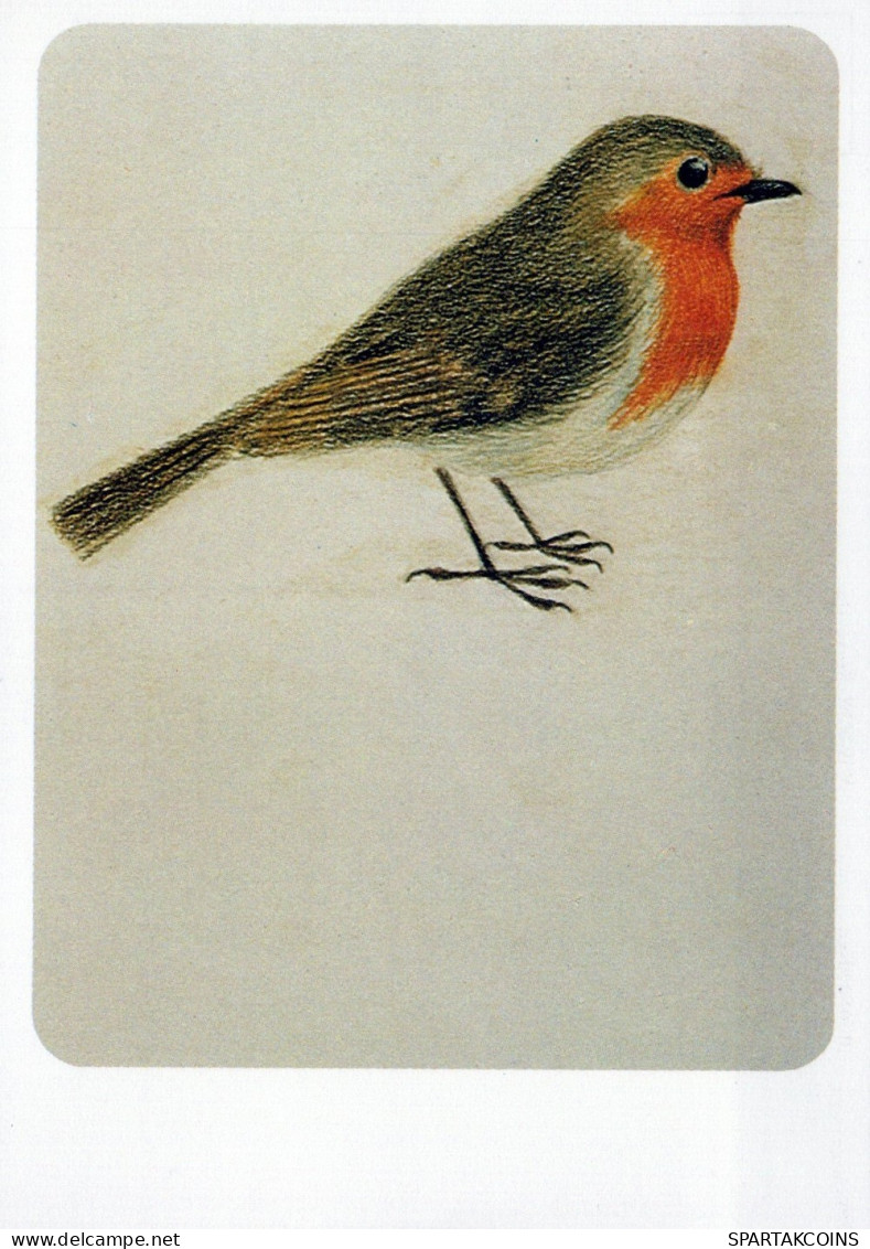 UCCELLO Animale Vintage Cartolina CPSM #PAN198.IT - Vögel