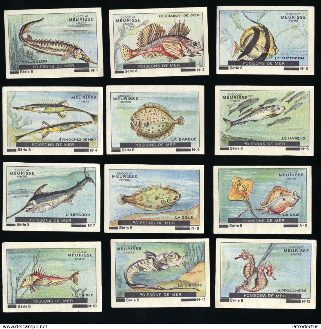 Meurisse - Ca 1930 - 8 - Poissons De Mer, Sea Fish - Full Serie - Otros & Sin Clasificación