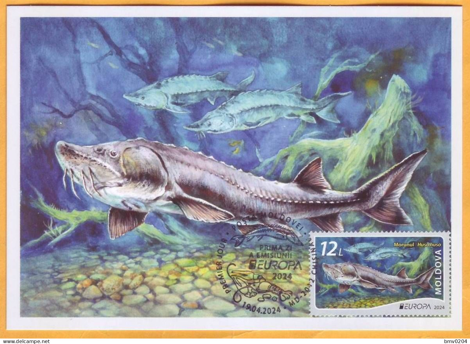 2024 Moldova MAXICARD Europa 2024. Underwater Flora And Fauna. Fish, Beluga, - Moldawien (Moldau)