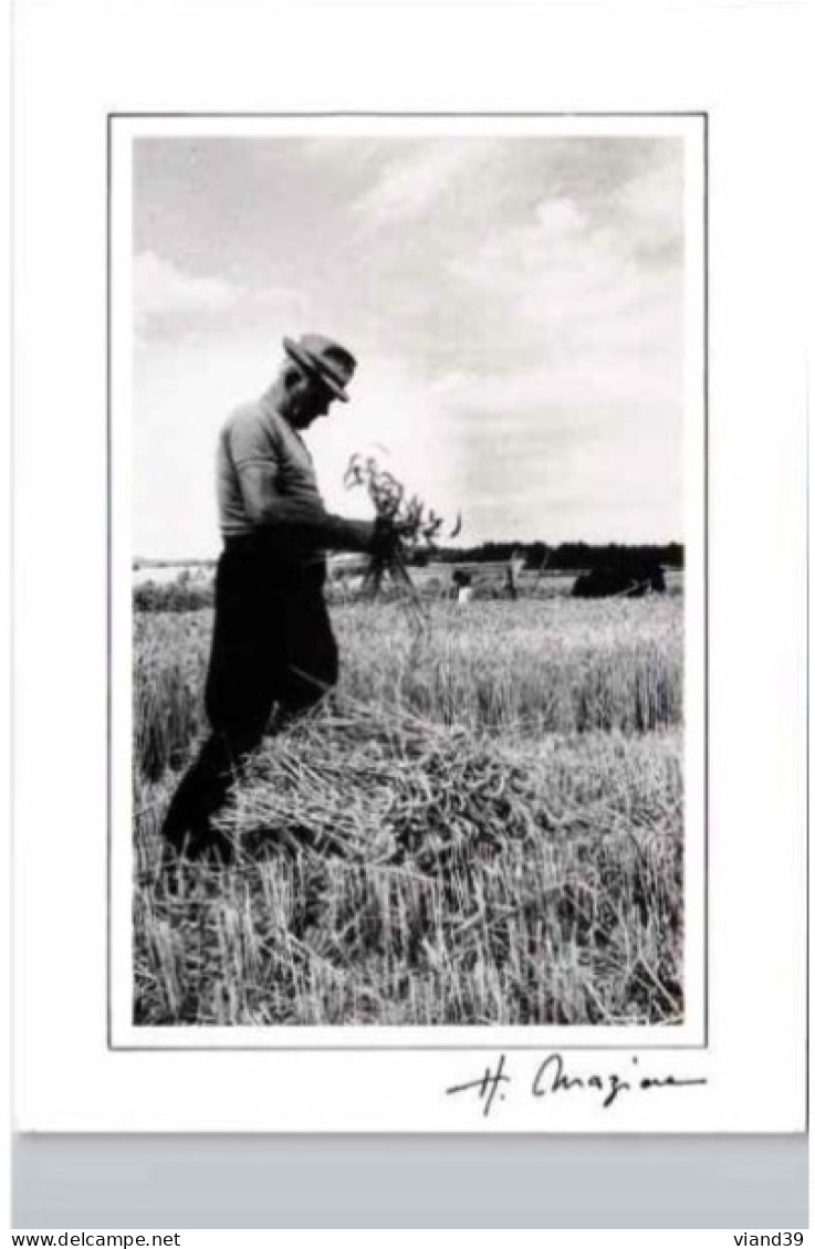 "  Fête De La Moisson à St Père Sous Vezelay. "   -  Photo  Hélène Mazière . - Fotografie