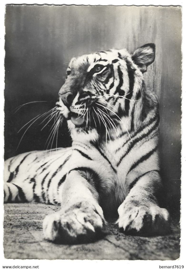 Animaux - Tigre Des Indes - Tiger