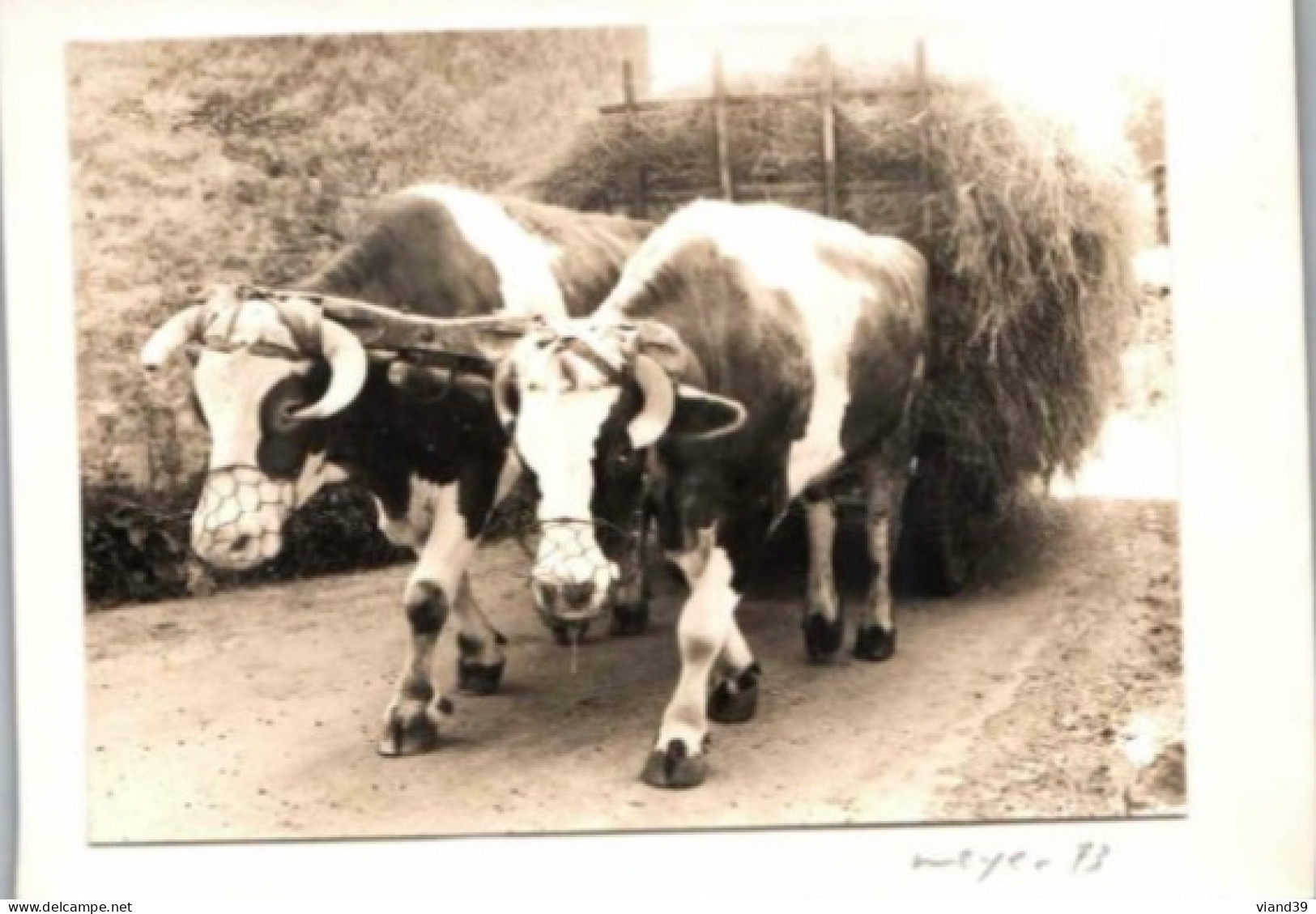 Attelage De Boeufs Frangy En Bresse   1973   .Photo Meyer 73   Carte Double.    Non écrite Non Circulée - Photographie