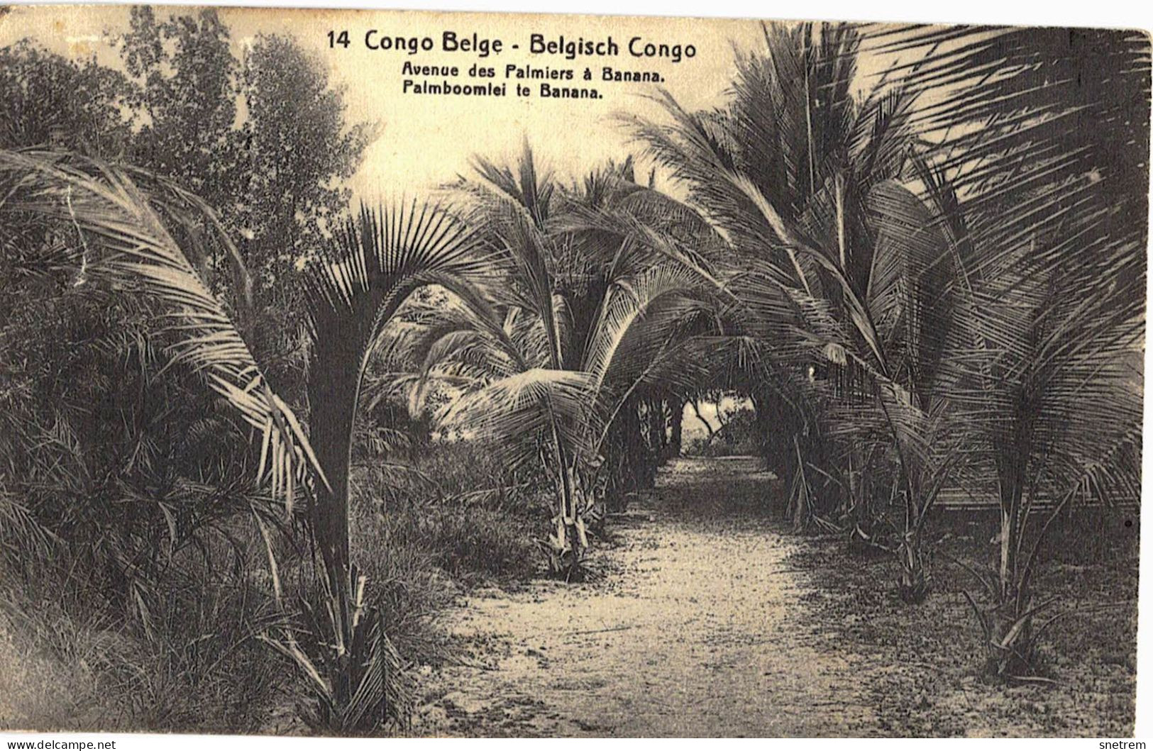 Congo Belge - Carte Prétimbrée No 14 - Avenue Des Palmiers à Banana - Belgisch-Kongo