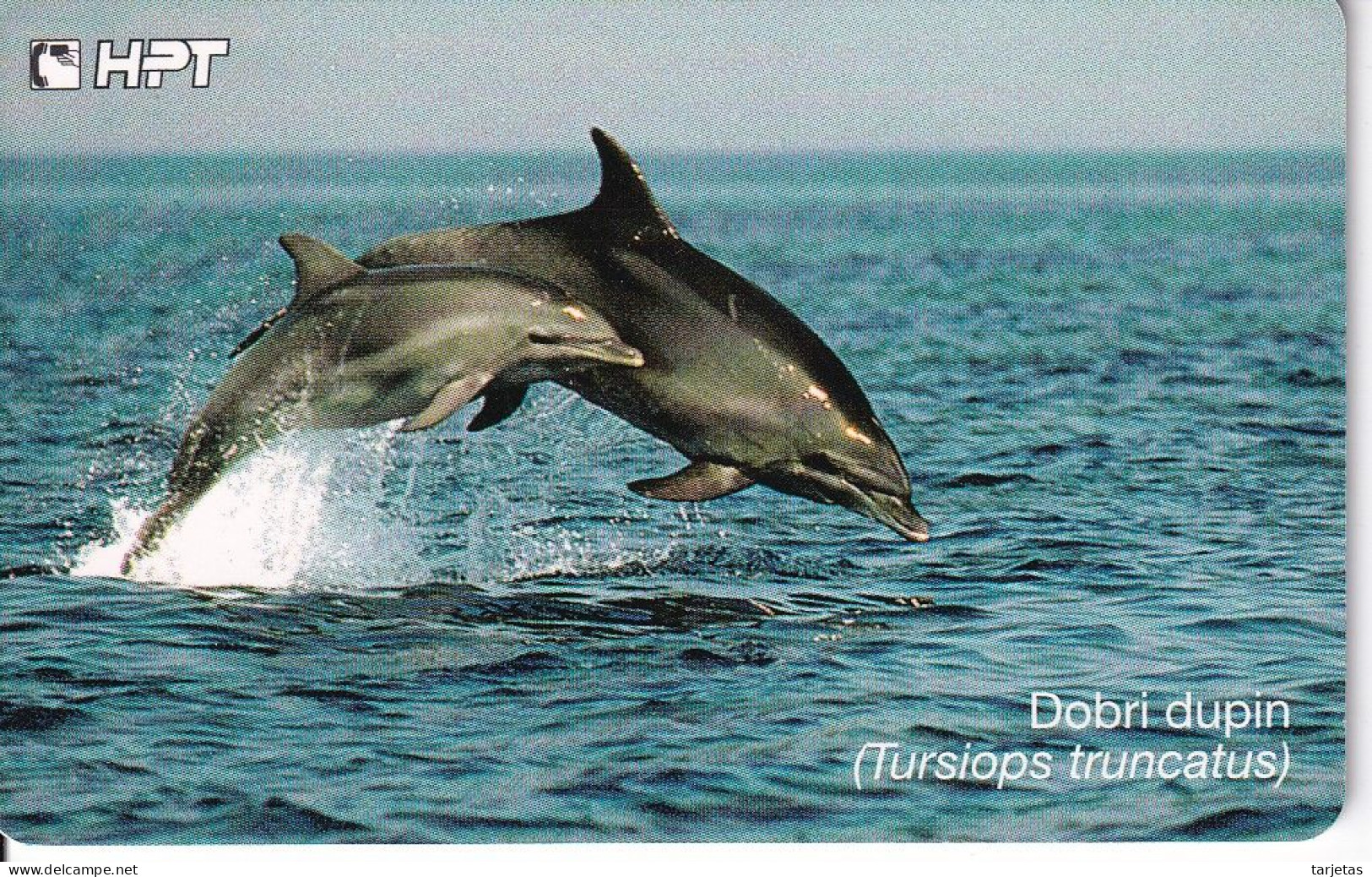 TARJETA DE CROACIA DE UNOS DELFINES (DOLPHIN-DELFIN) - Kroatien