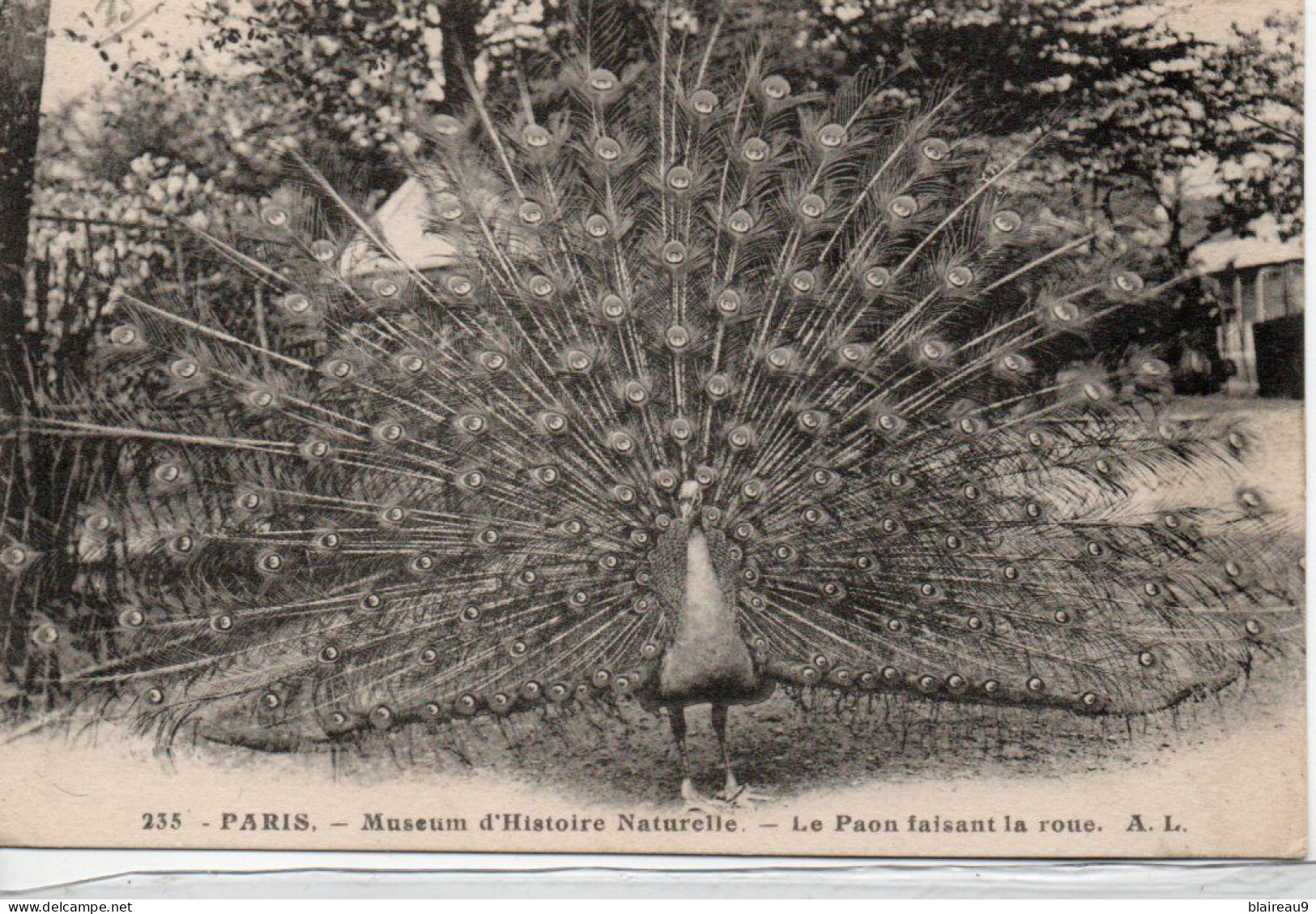 235 Museum D Histoire Naturelle Le Paon Faisant La Roue - Museos