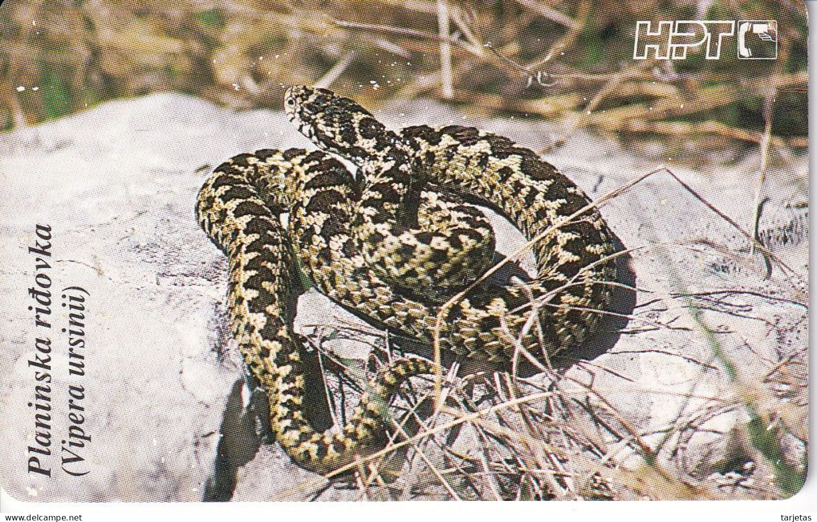 TARJETA DE CROACIA DE UNA SERPIENTE (SNAKE) - Croacia