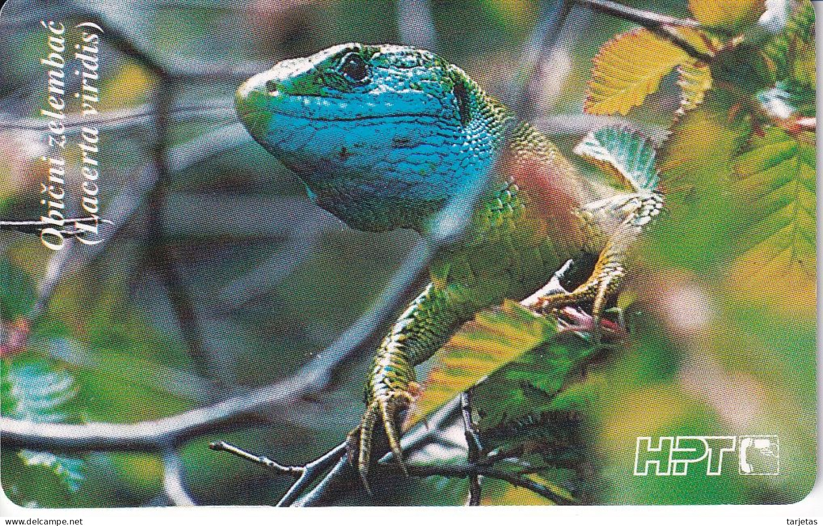 TARJETA DE CROACIA DE UN LAGARTO (LIZARD) - Kroatië