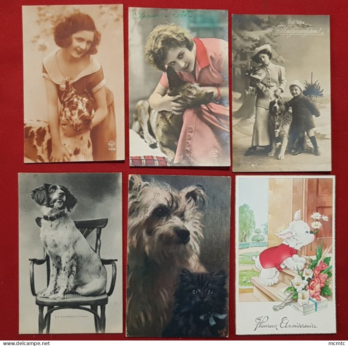 14 Cartes - Chiens, Chien - Perros