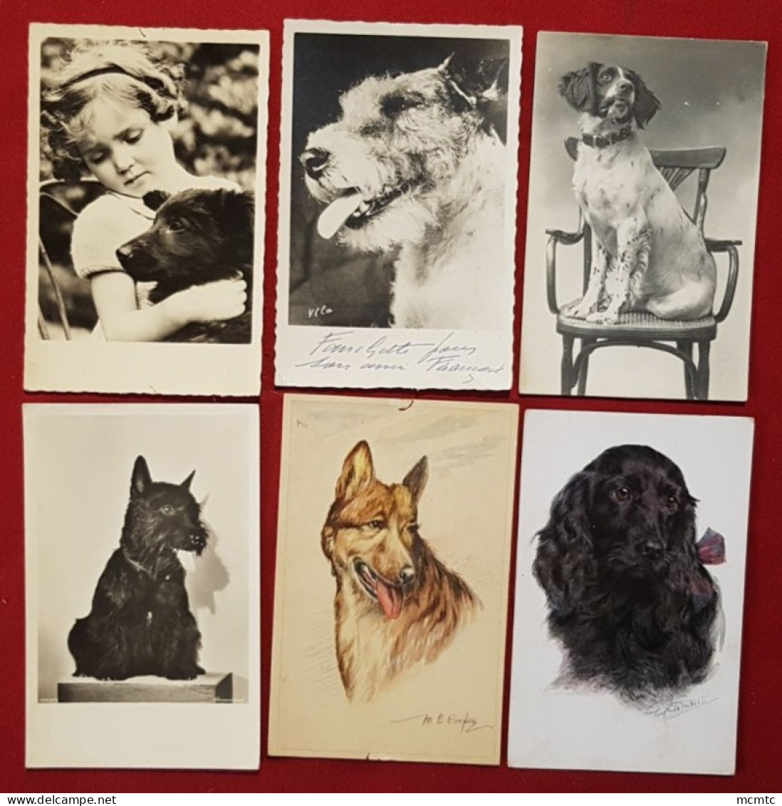 14 Cartes - Chiens, Chien - Perros