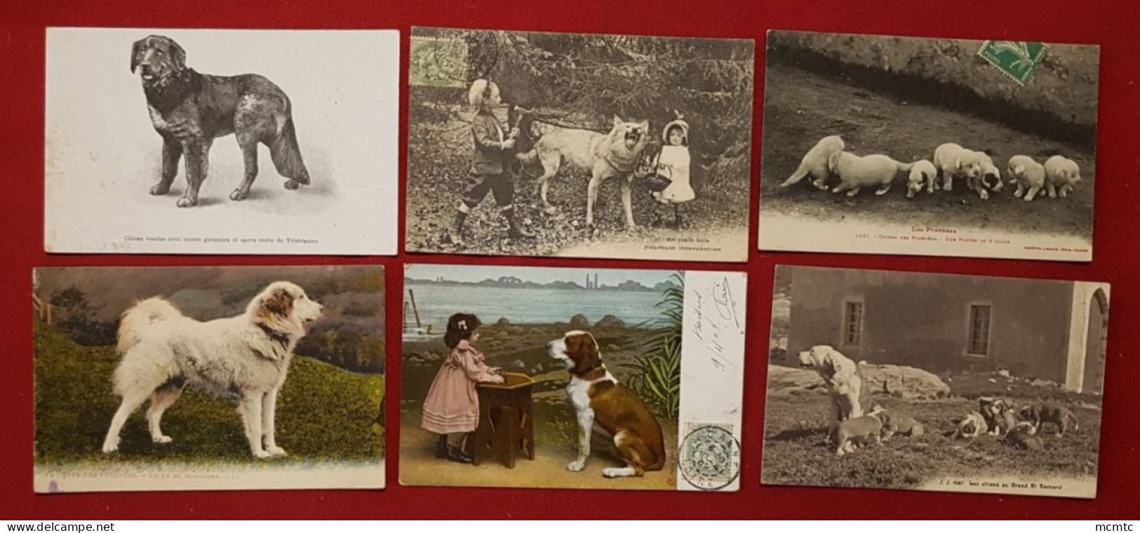 17 Cartes  - Chiens, Chien - Perros